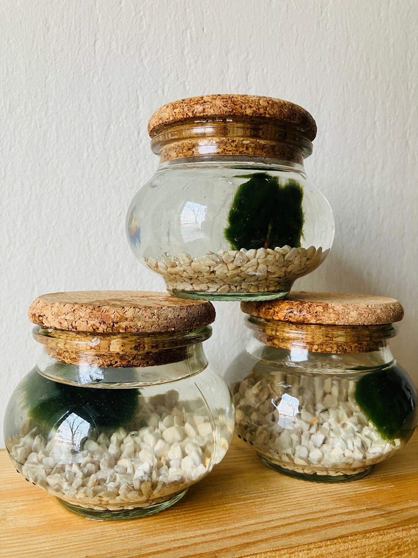 Marimo Small