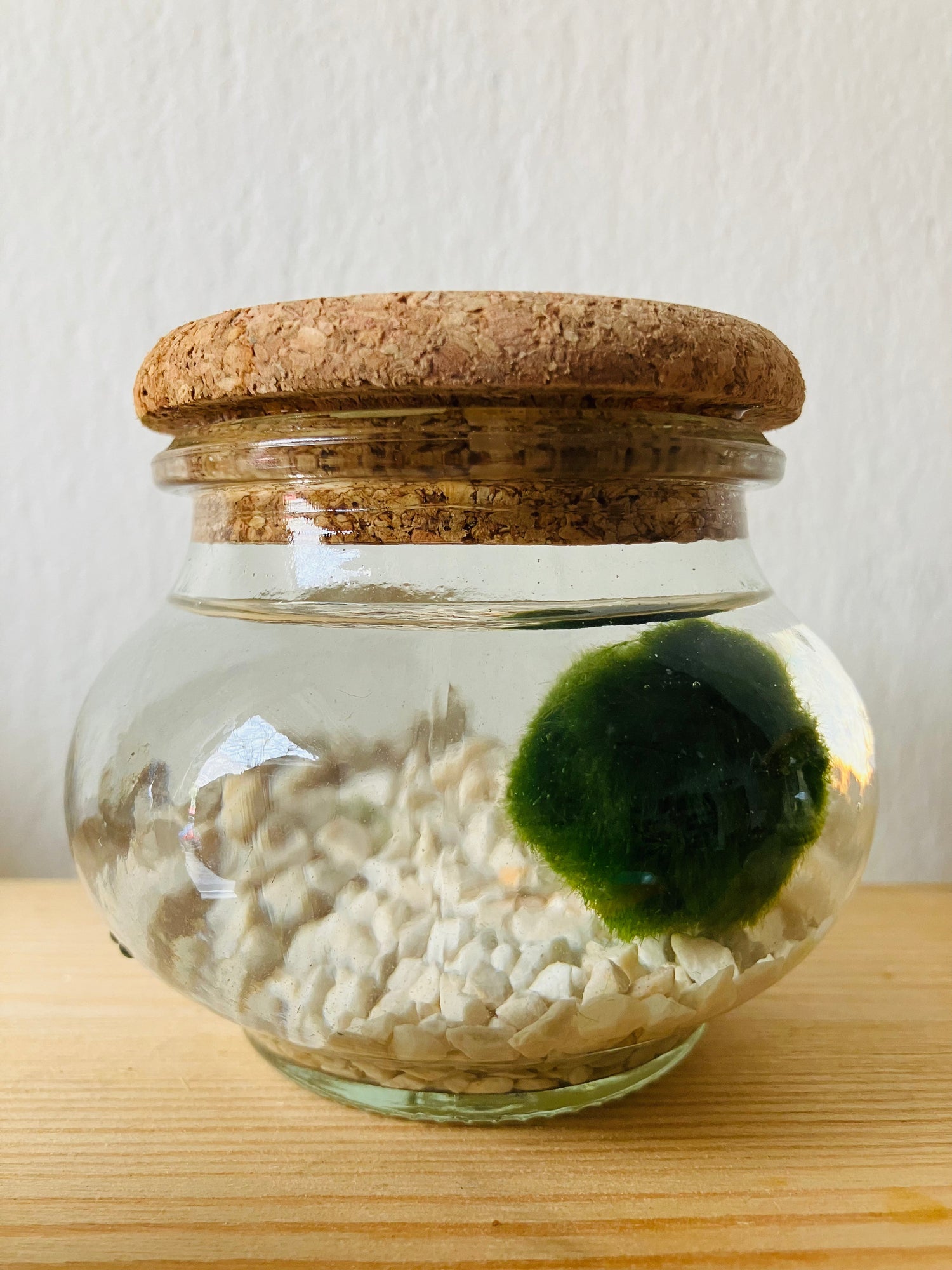 Marimo
