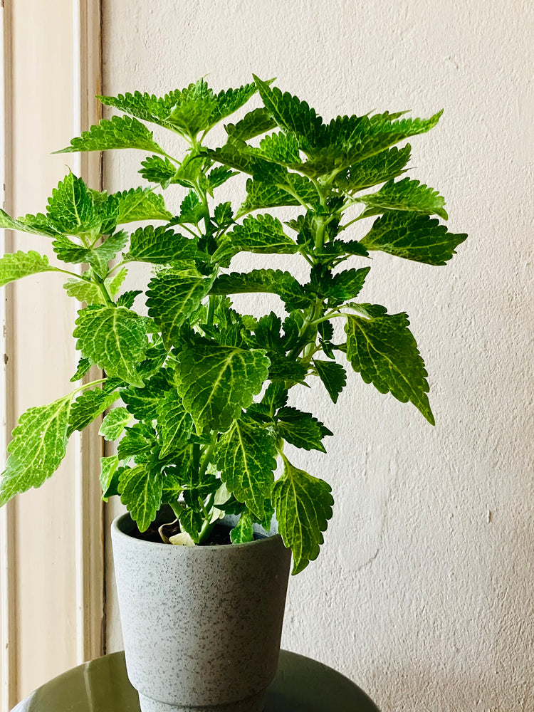 Interiors & Garden