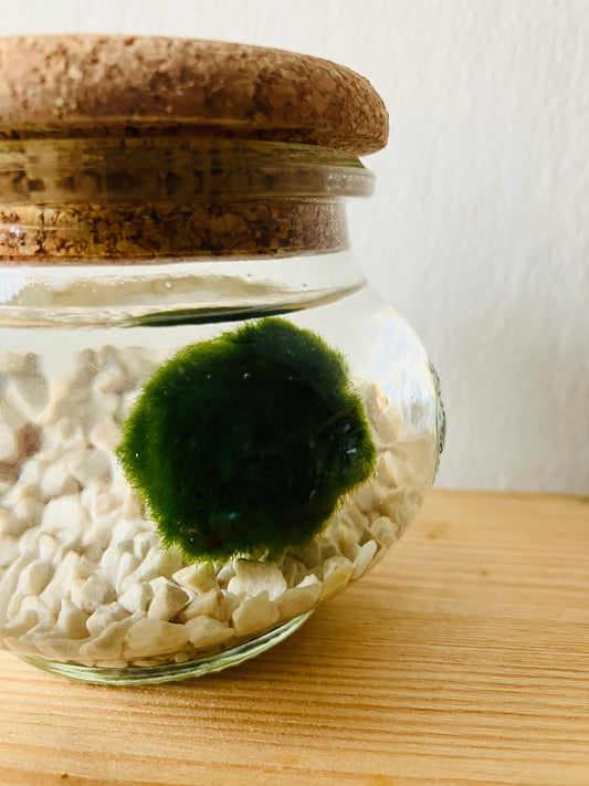 Marimo Small